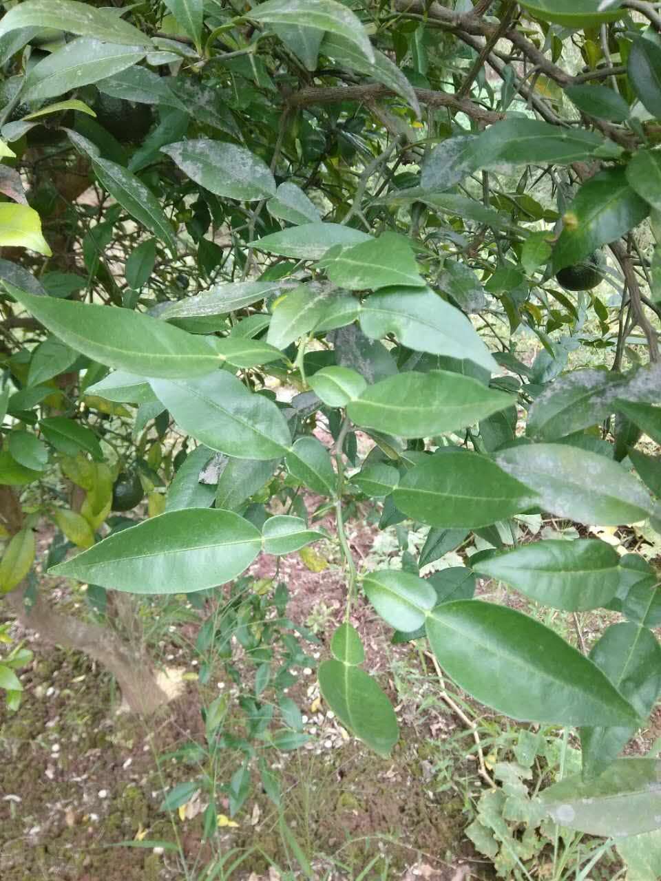 万盛燕石村种植药柑 中药材